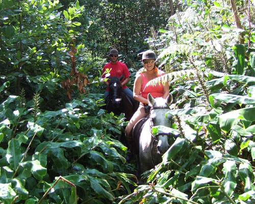 Tropical Forest 